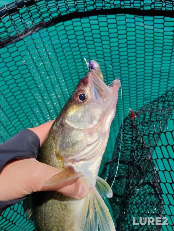 Walleye — Belle River, Apr 14, 2019