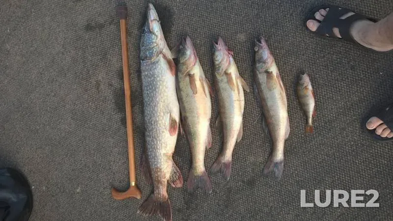 Perch, Pike — Lovats, Aug 17, 2018