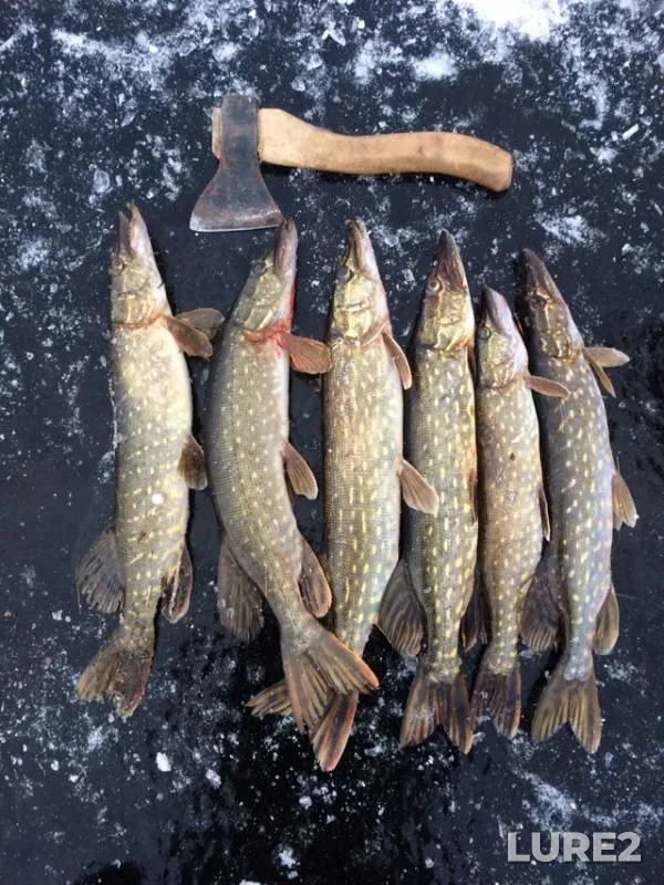 Pike — Volochayevskoye, Nov 30, 2018