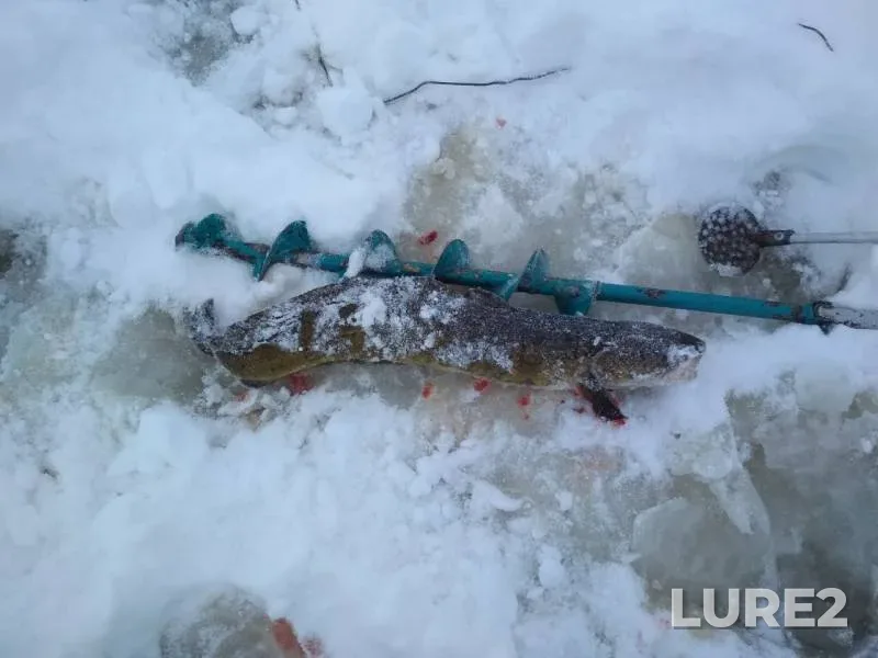 Burbot — Sestroretskiy Razliv, Jan 20, 2019