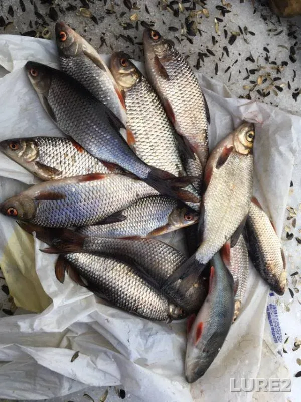 Perch, Roach — Zelenetskiy proliv, Mar 17, 2019
