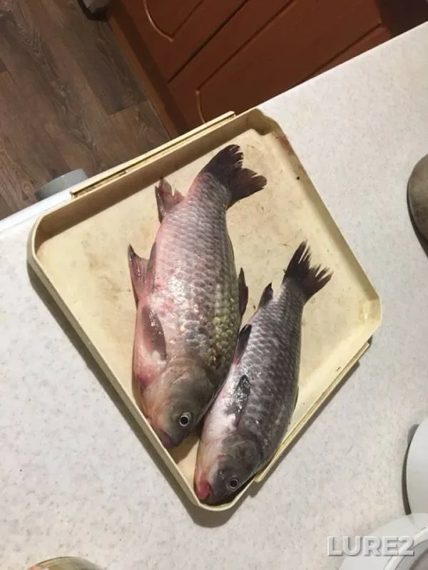 Crucian carp — Gnilopyat, Oct 20, 2018