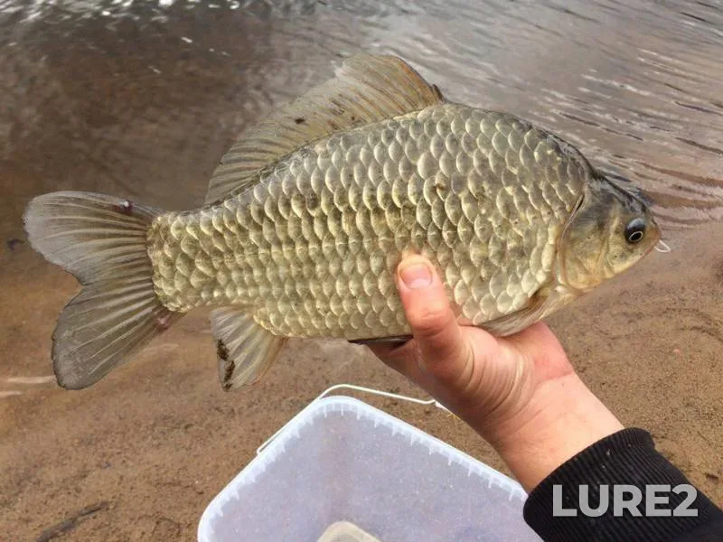 Crucian carp — Luga, Jul 07, 2017