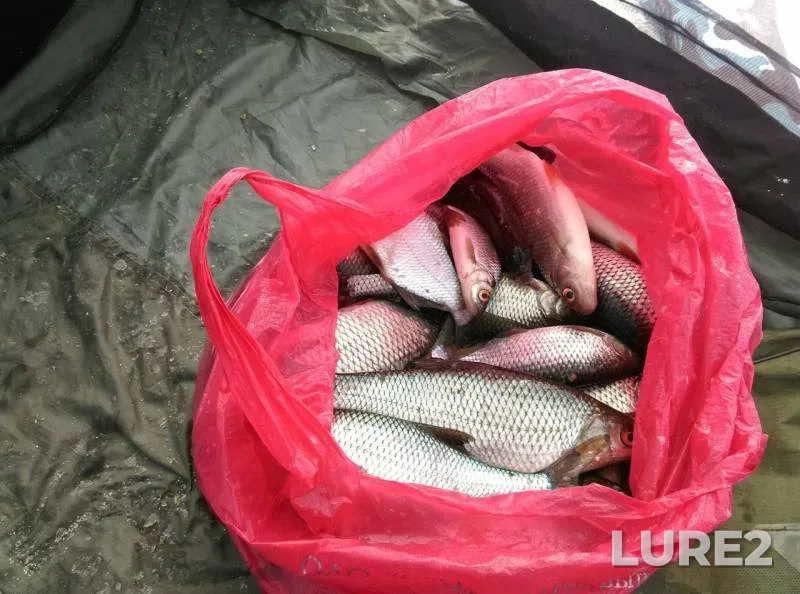 Roach — Leningradskaya oblast, Volkhovskiy rayon, Mar 17, 2018