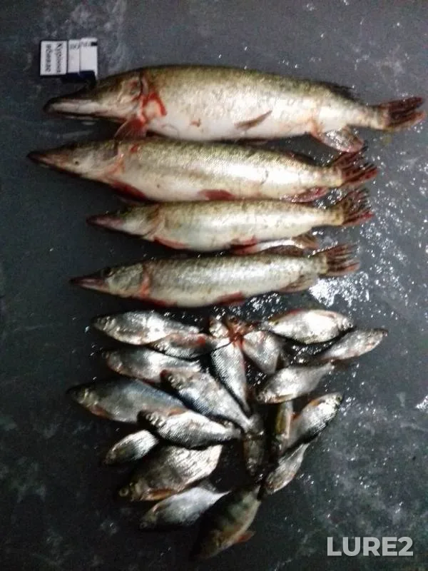 Perch, Pike — Zhitomirska oblast, Dec 07, 2018