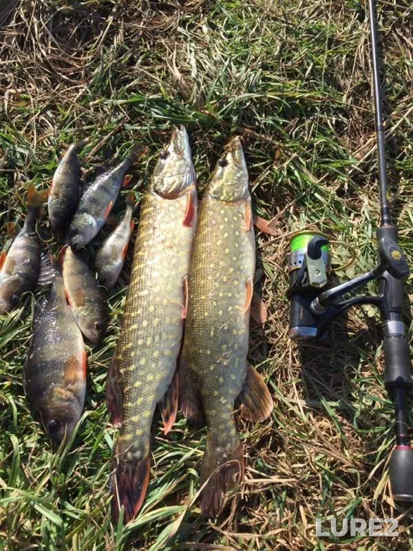Perch, Pike — Zhitomirska oblast, Oct 22, 2018