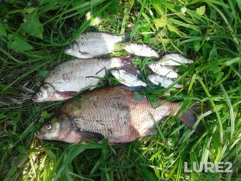 Bream, Crucian carp — Zhitomirska oblast, Sep 03, 2018