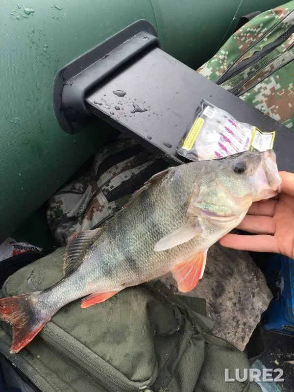 Perch, Zander — Gnilopyat, Aug 12, 2018