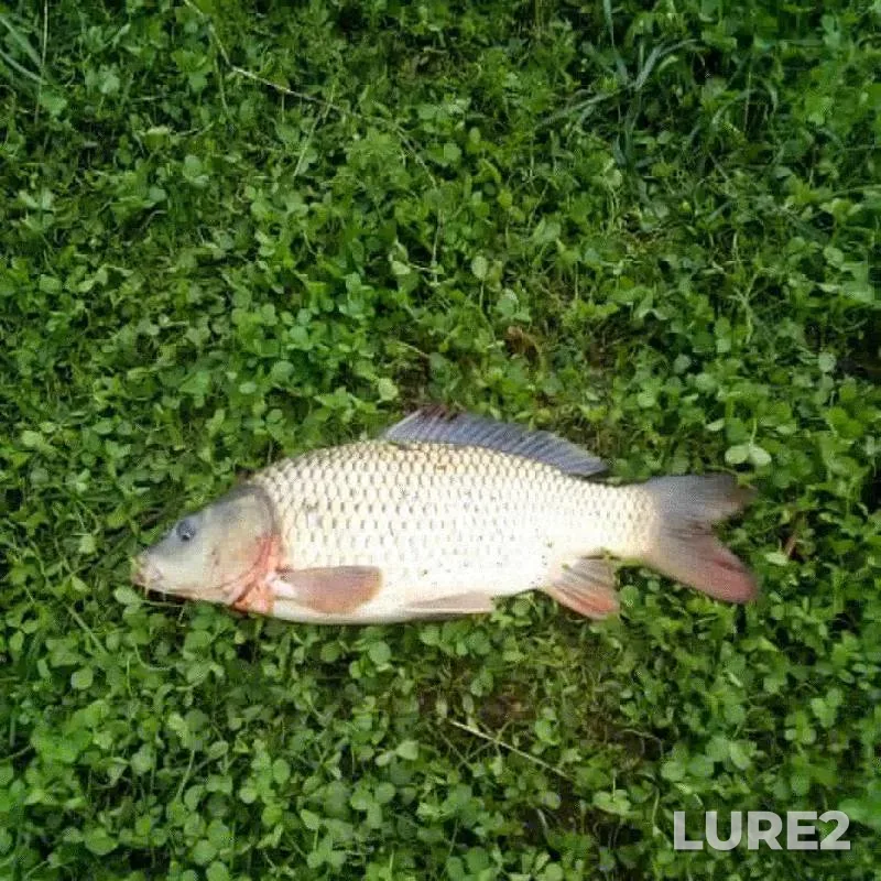 Carp — Zhitomirska oblast, Jul 30, 2018