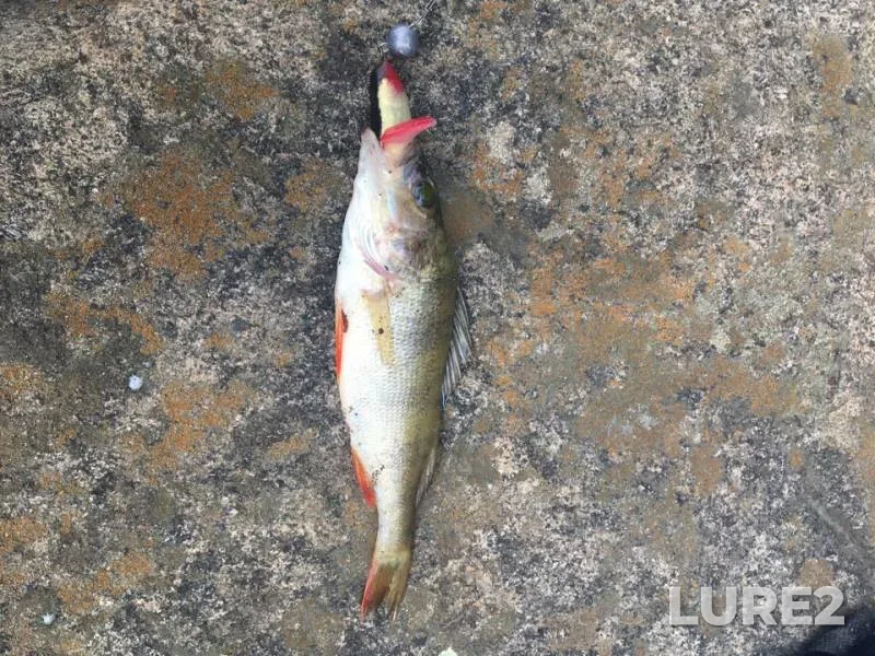 Perch — Zhitomirska oblast, Jul 26, 2018