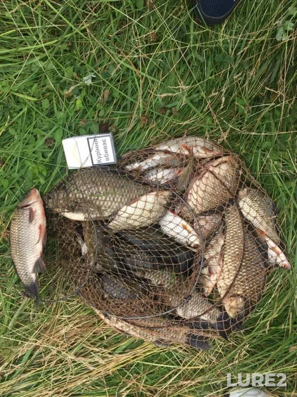 Crucian carp, Roach — Zhitomirska oblast, Jun 29, 2018