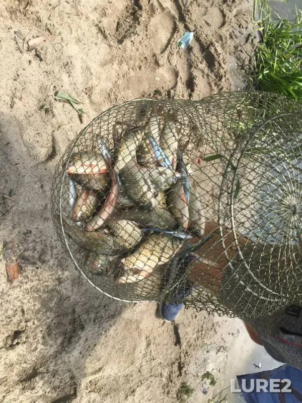 Crucian carp — Zhitomirska oblast, Jun 29, 2018