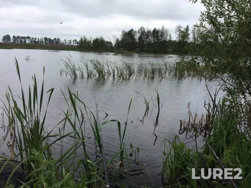 Carp, Crucian carp — Zhitomirska oblast, May 19, 2018