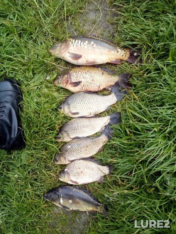 Carp, Crucian carp — Zhitomirska oblast, May 19, 2018