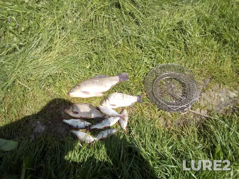 Crucian carp, Roach — Zhitomirska oblast, May 17, 2018