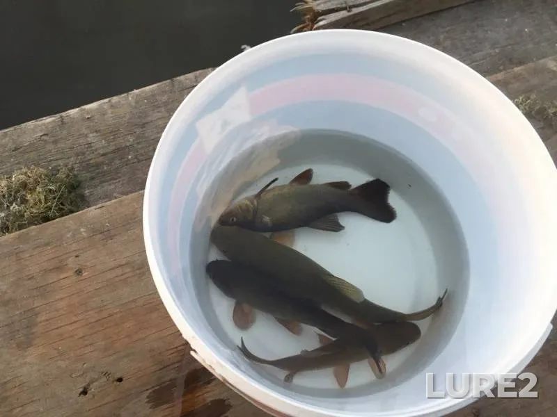 Tench — Zhitomirska oblast, May 09, 2018
