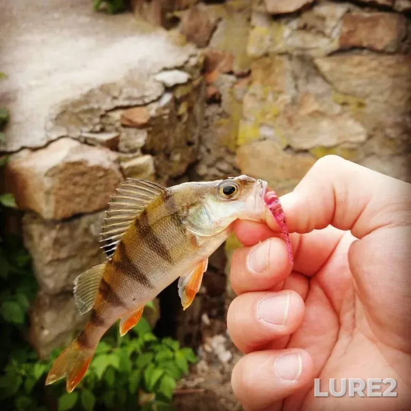 Perch, Zander — Zhitomirska oblast, May 05, 2018