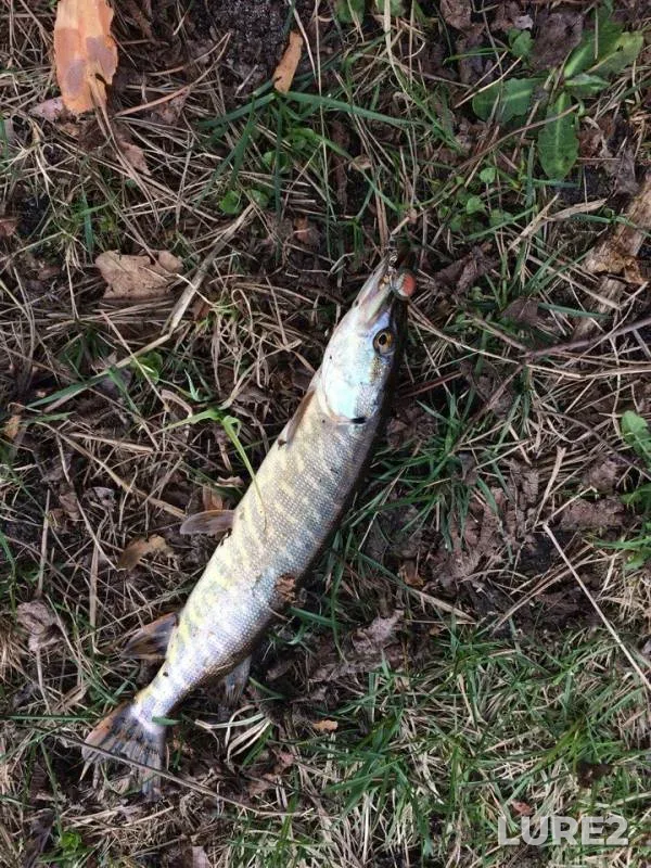 Perch, Pike — Gnilopyat, Apr 15, 2018