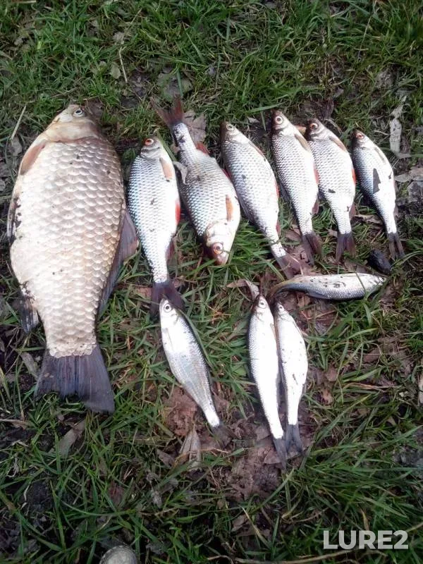 Bleak, Crucian carp — Zhitomirska oblast, Apr 11, 2018