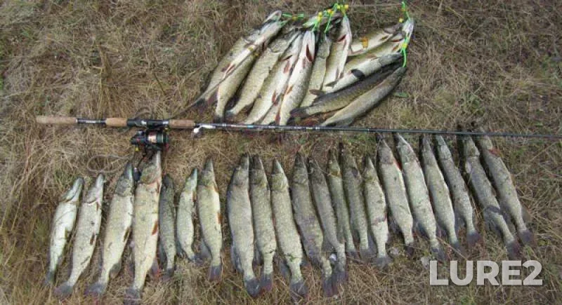 Pike — Zhitomirska oblast, Apr 01, 2018