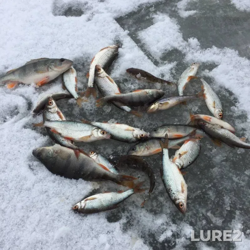 Perch, Roach — Gnilopyat, Feb 18, 2018