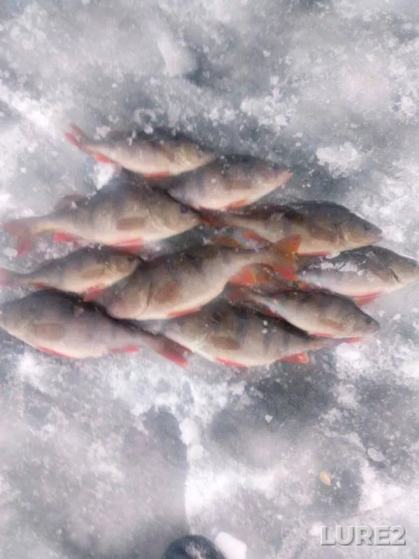 Perch — Zhitomirska oblast, Jan 20, 2018
