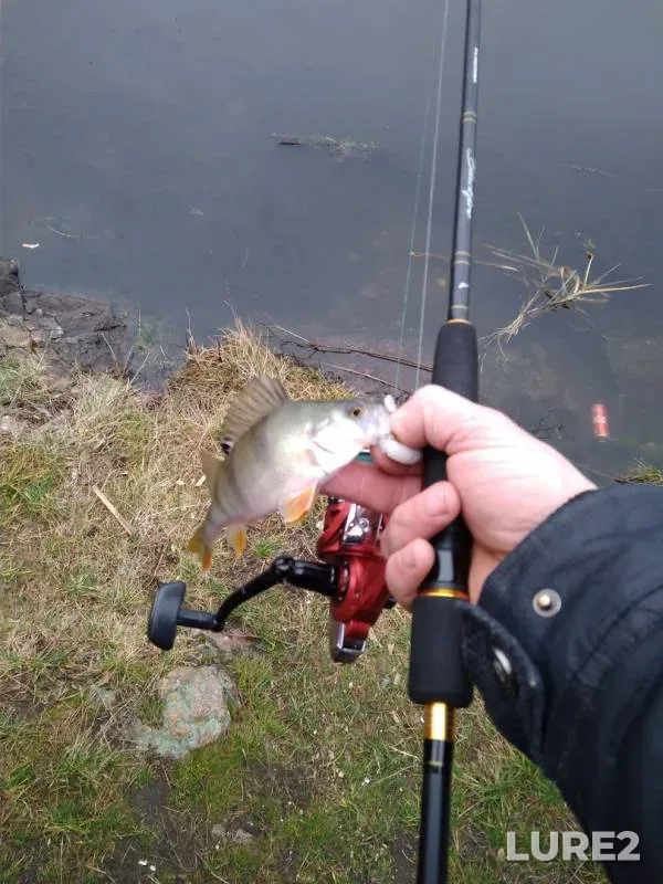 Perch — Zhitomirska oblast, Jan 07, 2018