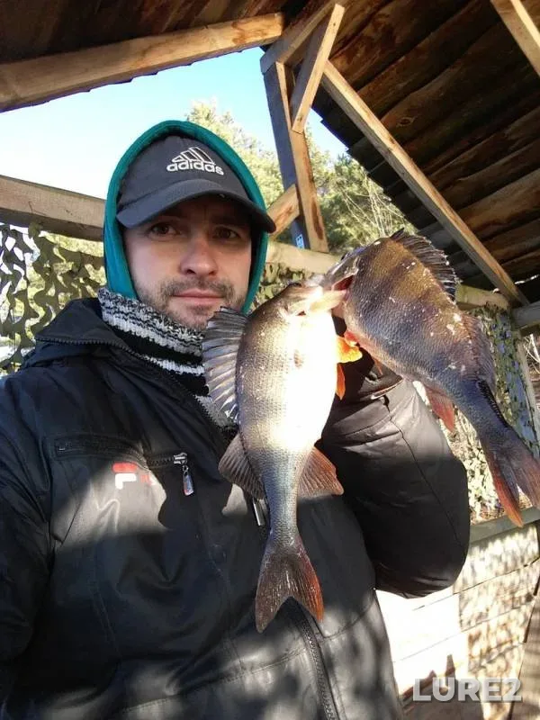 Perch — Zhitomirska oblast, Jan 05, 2018