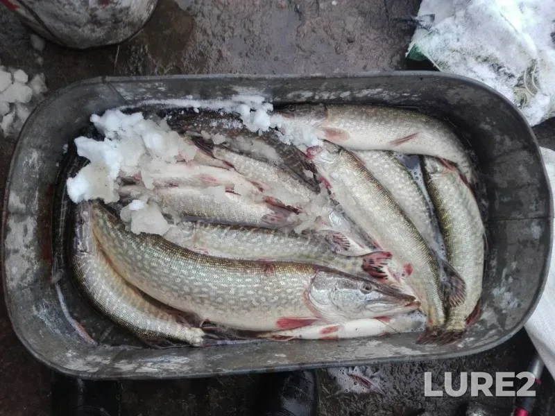 Pike — Zhitomirska oblast, Dec 02, 2017