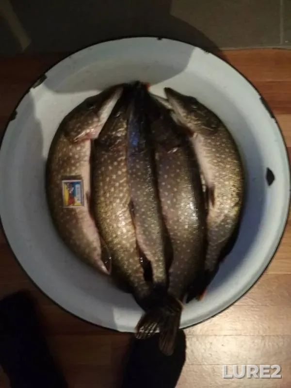 Pike — Zhitomirska oblast, Dec 01, 2017