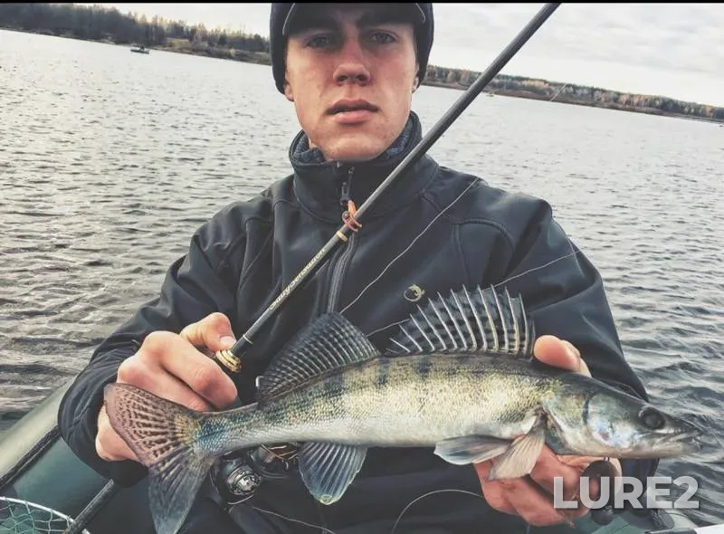 Perch, Zander — Zhitomirska oblast, Nov 05, 2017
