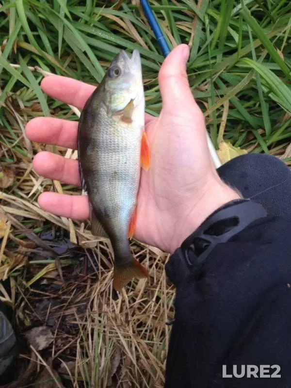 Bleak, Perch — Zhitomirska oblast, Oct 23, 2017
