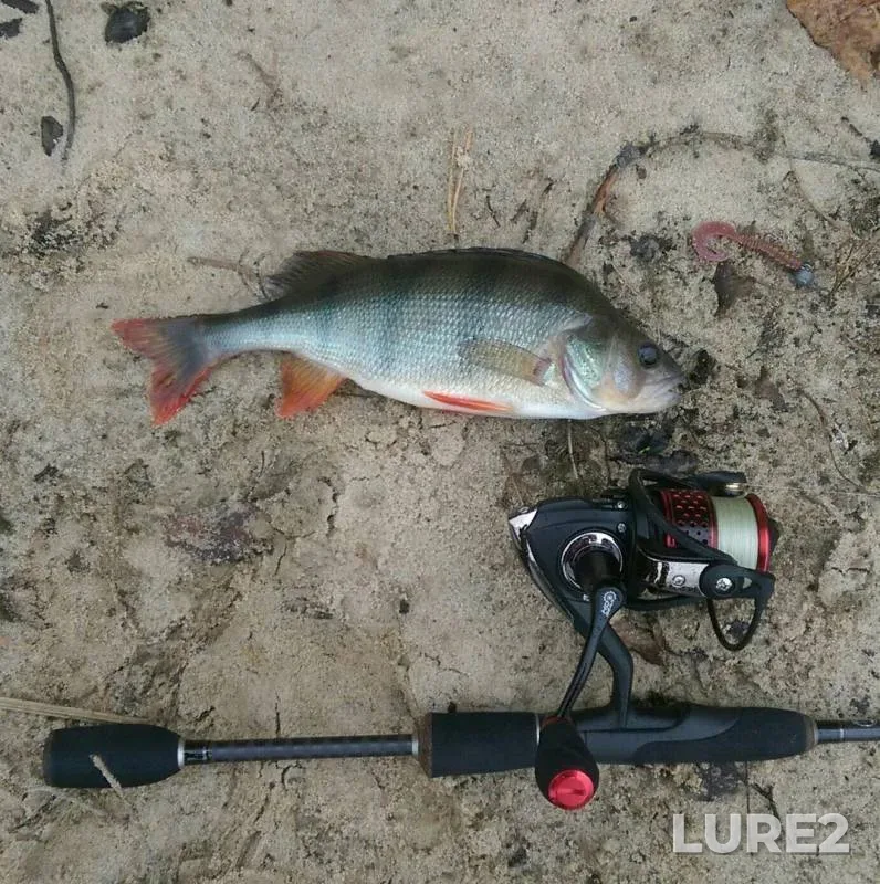 Perch — Zhitomirska oblast, Oct 15, 2017