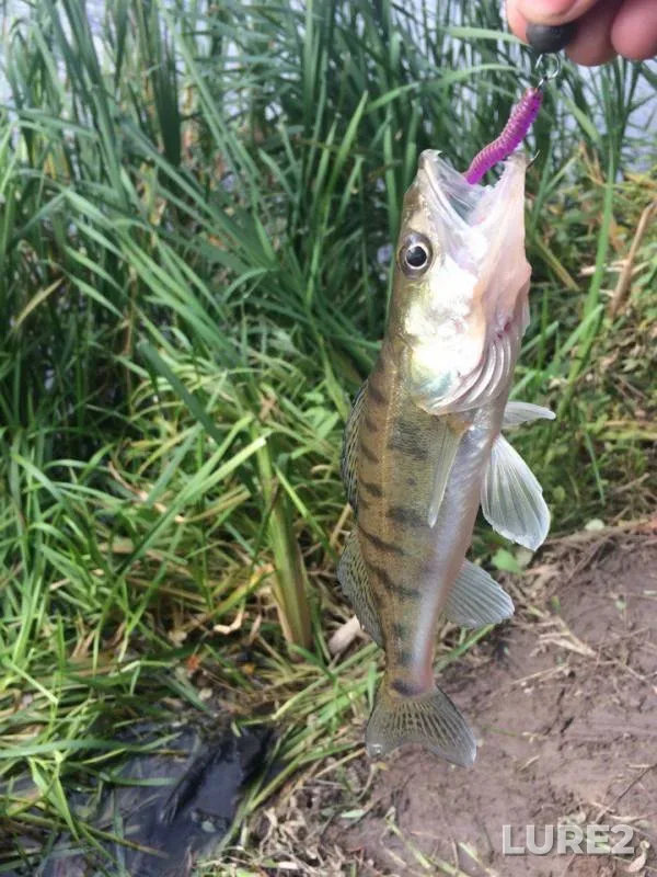 Perch, Zander — Zhitomirska oblast, Oct 10, 2017