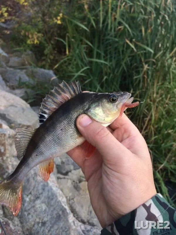 Perch — Zhitomirska oblast, Oct 10, 2017