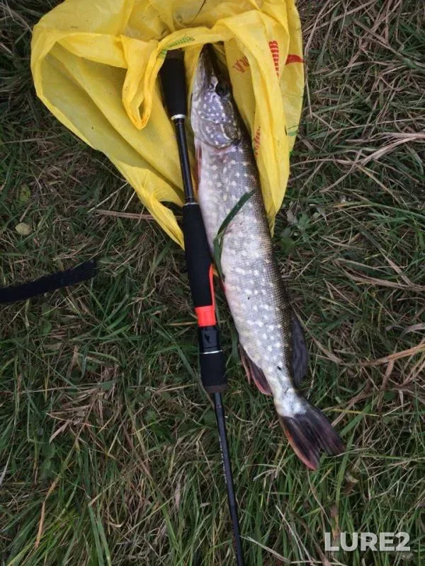 Pike, Zander — Zhitomirska oblast, Oct 08, 2017