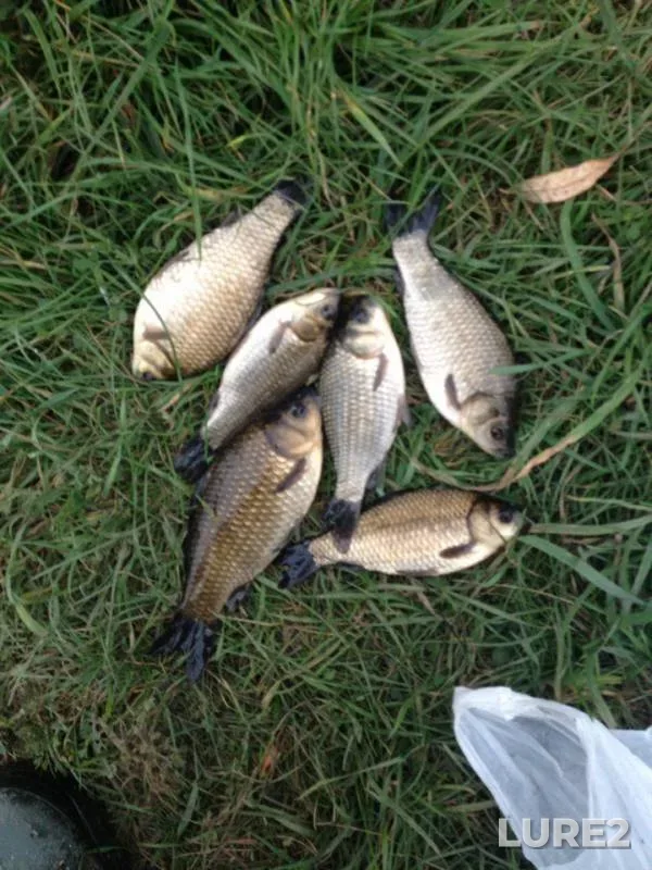 Crucian carp — Zhitomirska oblast, Oct 01, 2017