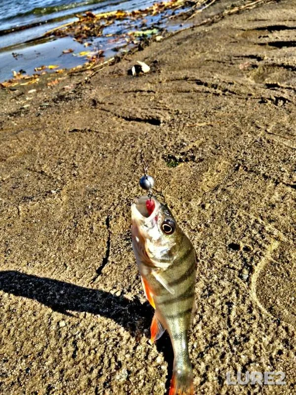 Perch, Zander — Zhitomirska oblast, Sep 18, 2017
