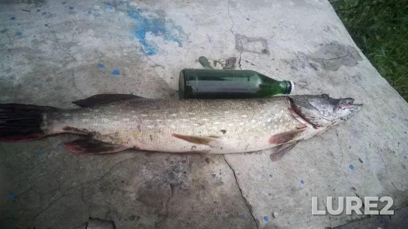 Pike — Zhitomirska oblast, Sep 06, 2017