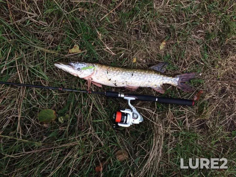 Pike — Zhitomirska oblast, Aug 24, 2017