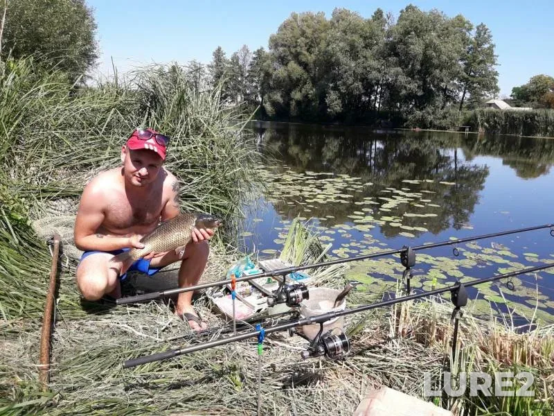Carp — Zhitomirska oblast, Aug 14, 2017