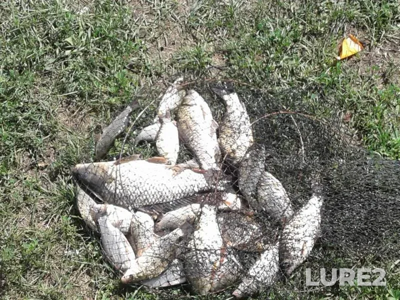 Carp, Crucian carp — Gnilopyat, Aug 09, 2017
