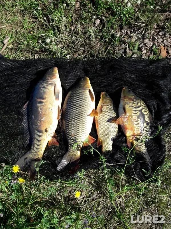 Carp — Zhitomirska oblast, Jul 30, 2017