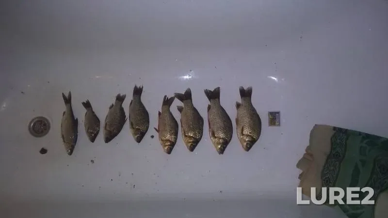 Crucian carp, Roach — Yuzhnyy Bug, Jul 14, 2018