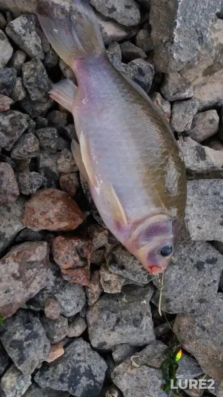 Crucian carp — Mikolaїvska oblast, May 28, 2018