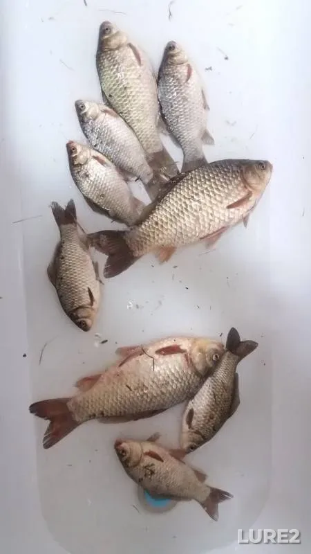 Crucian carp — Ingul, Apr 22, 2018