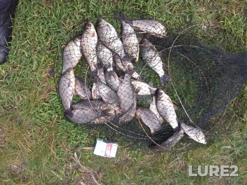 Crucian carp — Ingul, Apr 22, 2018