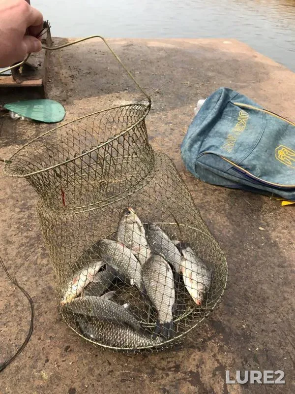 Crucian carp — Ingul, Apr 12, 2018