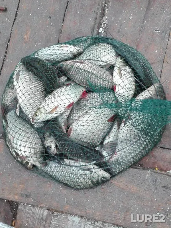 Crucian carp, Rudd — Ingul, Oct 08, 2017