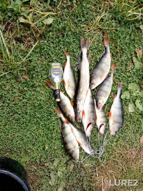 Perch, Pike — Yuzhnyy Bug, Sep 24, 2017